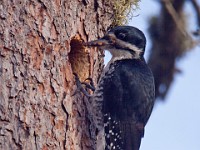 IMG 2012c  Black-backed Woodpecker (Picoides arcticus) - female at nest